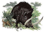Calydonian Boar - Pirithous